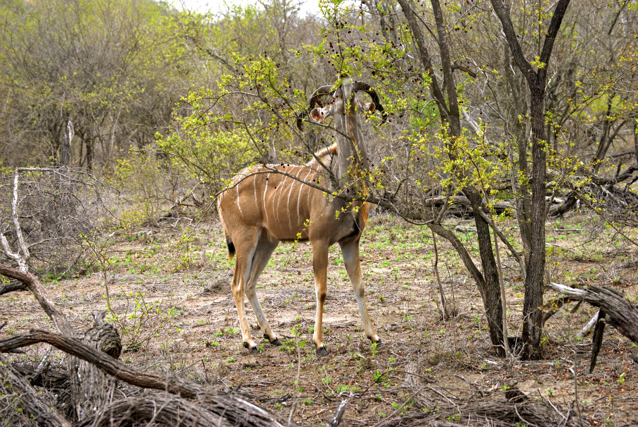 Großer Kudu (Tragelaphus strepsiceros)